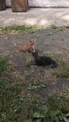 The video shows four kittens playing outside on the ground. The ground is a mix of dirt and dry grass, with some green plants growing. In the background, there is a concrete walkway and a weathered white wall with some bricks. There's also a rusty metal object and a metal bin. The kittens are of different colors: one is orange, one is white with tan patches, and two are dark gray or black. They are tumbling and wrestling with each other.