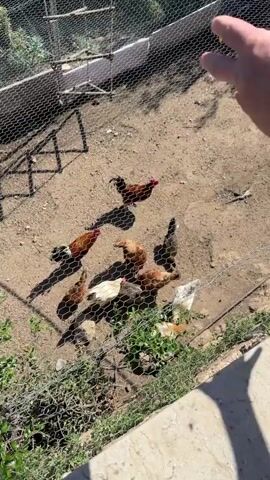 A flock of chickens is in a dirt enclosure. The chickens are pecking at the ground and moving around the pen. The enclosure is fenced with wire mesh. The sun is shining and casting shadows on the ground.