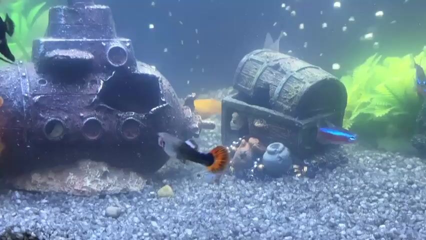 A fish tank contains several decorative items, including a sunken submarine and a treasure chest, along with a variety of fish. The fish include a black angelfish, guppies with orange tails, a goldfish, and neon tetras. The fish are swimming around the decorations and the gravel substrate at the bottom of the tank. Bubbles are visible throughout the water. The overall lighting suggests the tank is illuminated from above.