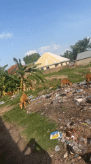 Daily life documented across Jalingo, Nigeria neighborhoods and fields