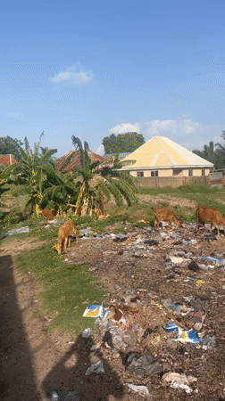 Daily life documented across Jalingo, Nigeria neighborhoods and fields