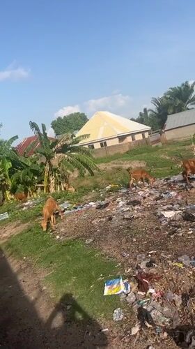 Daily life documented across Jalingo, Nigeria neighborhoods and fields