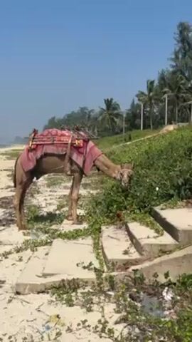 The video depicts a dromedary camel adorned with a red and pink saddle resting on a sandy beach adjacent to a grassy area. The camel is actively grazing on the vegetation along the edge of a set of concrete steps. The sky is clear and blue. Palm trees and other foliage are visible in the background along the coastline. The scene appears to be during daylight, with good lighting.