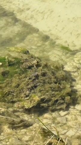 A short video clip captures a close-up view of a frog partially submerged in clear, shallow water. The water has a light, sandy or rocky bottom visible through its transparency, and patches of green algae and aquatic vegetation are scattered throughout. The frog, which appears to be a common or green frog due to its mottled brown and green coloration, is resting on a cluster of this green vegetation in the center of the frame. Its head and upper back are visible above the water line, while its lower body is submerged. The frog can be heard croaking several times throughout the video. The lighting suggests it is daytime, likely sunny, given the bright illumination on the water's surface. The scene depicts a natural, undisturbed aquatic environment. No people or text are visible in the video. The location is Sutorina, Montenegro.