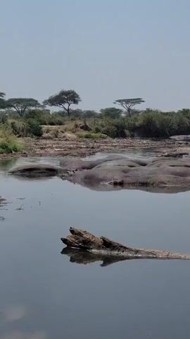 The video shows a partially dried up riverbed full of hippopotamuses, with a fallen log in the water and sparse savanna trees in the background. In the distance, a white safari vehicle is visible, suggesting the presence of tourists or researchers observing the wildlife. The riverbed is rocky, and the remaining water is still and reflects the sky and surrounding landscape.