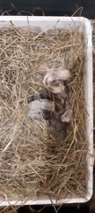Newborn and juvenile rabbits in nests and cages