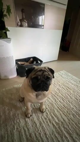 A light-colored pug dog is sitting on a cream-colored rug. The dog is facing the camera and its head is slightly tilted. In the background, there is a white air purifier on the left, a dark basket filled with items on the right of the air purifier, and a cabinet with a television on top behind the dog. A hand enters the frame from the right and the dog raises its right paw as if to shake hands. The hand then moves to give the dog a high-five, and the dog touches the hand with its paw.