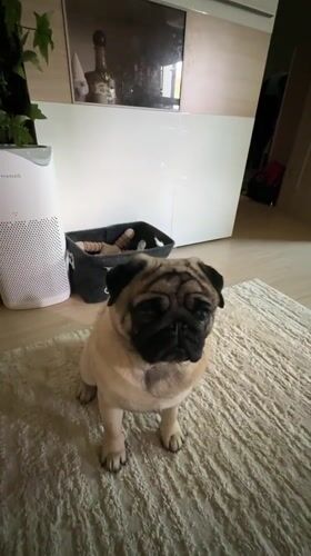 Pug puppy lounges and plays at home in northern Russia