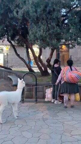 Two women stand on a cobblestone paved area, near a tree and a low stone wall. They have several bags around them and appear to be handling the leash of a white alpaca tied to a metal railing. Other people stroll in the background and a white car is visible across the street.