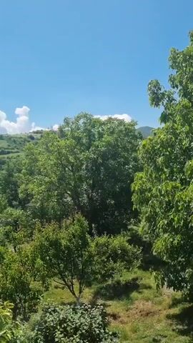 The video pans across a lush green landscape under a clear blue sky. In the foreground, several large trees with full canopies dominate the frame, their leaves a vibrant green. Sunlight dapples through the foliage, casting shadows on the grassy ground below. In the background, rolling hills are visible, covered in vegetation and dotted with what appear to be buildings or structures, suggesting a rural or semi-rural setting. A few white clouds drift lazily in the sky. The overall impression is one of natural beauty and tranquility.