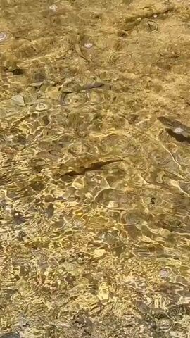 The video shows a close-up, overhead view of a shallow, clear body of water with a sandy or pebbly bottom. The water is rippled, creating distorted reflections of the underwater environment. Several small, dark fish are visible swimming in the water. The lighting suggests it is daytime, and the water appears to be a natural setting, possibly a stream or shallow river.