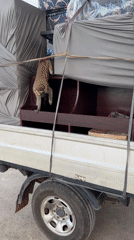 Collared monkey rides furniture-laden pickup truck in Bukuru, Nigeria