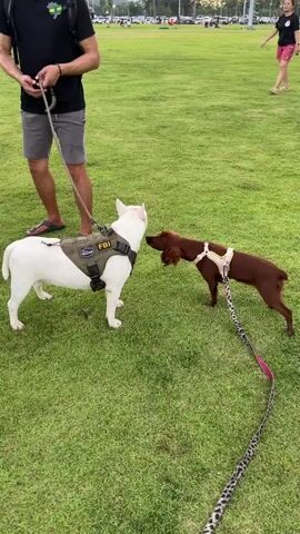 A person is standing on a grassy field holding a leash attached to a white dog wearing a tactical vest labeled "FBI". Another person, a woman, is walking in the background. A brown dog on a leash is interacting with the white dog. The environment appears to be an outdoor park.