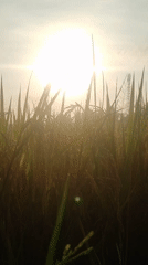 Dawn agricultural activity documented in Indonesian rice and eggplant fields