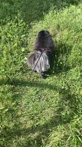A small black dog with a fluffy tail on a leash walks across a grassy area. A red swing set is visible in the background. The dog then walks past a sandpit where a tan dog is lying down.