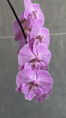 Orchid collection watered in Ramat Gan garden display