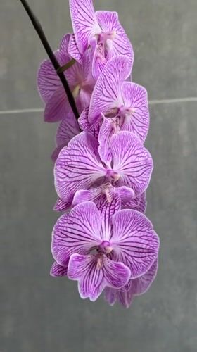 Orchid collection watered in Ramat Gan garden display