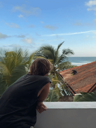 Monkeys, beach dogs, and a crab claw on Sri Lanka's southern coast.
