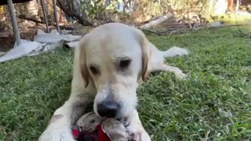 A wet, light-colored Golden Retriever is lying on the green grass in a backyard. The dog is chewing on a red and blue patterned toy, holding it with its front paws.  A trampoline and other items are scattered in the background. The dog appears relaxed.