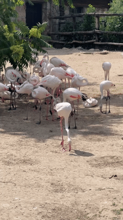 Flamingos and a hippo at Budapest Zoo