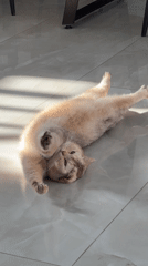 Cat lounges in sunlit indoor space during morning hours