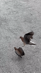 Birds briefly entangle on asphalt in Alanya before separating