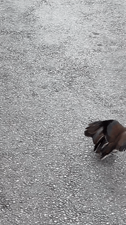 Birds briefly entangle on asphalt in Alanya before separating