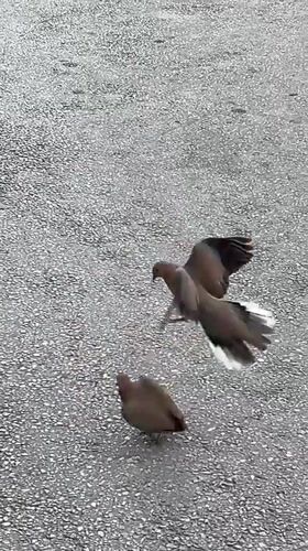 Birds briefly entangle on asphalt in Alanya before separating