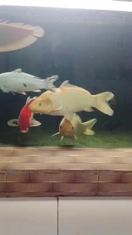 A fish tank with several koi fish swimming. The tank has a green bottom with some decorative elements. The water is clear. The fish vary in color, including orange, white, and red. Some of the fish are close to the front of the tank, while others are further back. There is a reflection on the surface of the water at the top of the tank. The tank appears to be indoors, possibly in a home or store.