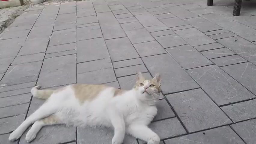 A cat lies on its back on a paved surface. It is white with tan markings on its head and back. The cat is looking up at a toy dangling from a string. The toy is made of green, yellow, and pink ribbons. The cat raises a paw and bats at the toy.