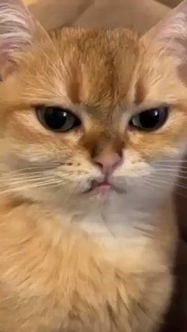 A close-up video shows a light orange cat with green eyes. The cat blinks and looks at the camera.
