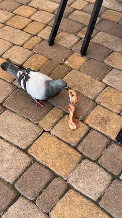 Pigeon picking at cooked meat on a Kyiv patio