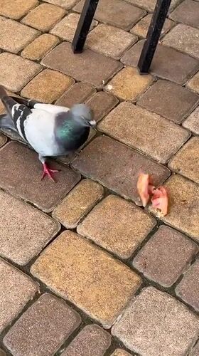 Pigeon picking at cooked meat on a Kyiv patio