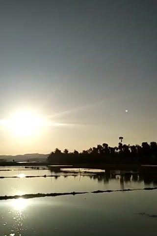 The video shows a sun shining over a landscape of what appear to be rice paddies. The sun is bright and low in the sky, with sunbeams radiating out from it. The paddies are filled with water, and the reflection of the sun can be seen in the water. There are trees in the distance, silhouetted against the sky. A person's voice can be heard in the background.