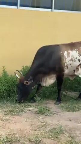 The video shows a brown-and-white spotted cow grazing on some grass by a yellow wall. After a moment, a smaller white calf with light brown spots comes into view and begins to nurse from the cow. They are both on a dirt-and-grass patch next to the wall.