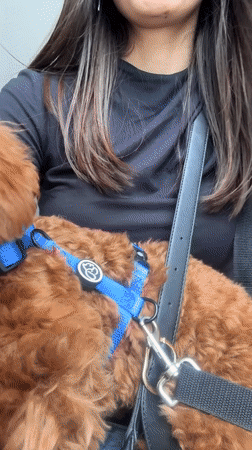 Woman holds brown poodle in Montenegro building stairwell