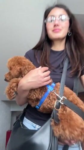 Woman holds brown poodle in Montenegro building stairwell