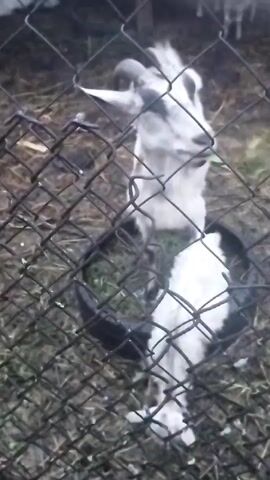 The video shows a white goat with black markings on its face and ears, and a short beard, standing inside a black tire. The goat has curved horns. It is eating green grass from the tire. Another white goat, a kid, is lying down in front of the tire, partially visible. The ground appears to be dirt and grass. A chain-link fence is in the foreground, obscuring parts of the scene. The lighting is dim, suggesting it might be dawn or dusk.