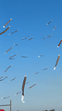 Decorated tube kites spotted in North Kuta skies