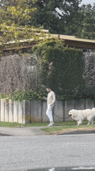Man walks large white dog on Vancouver residential street