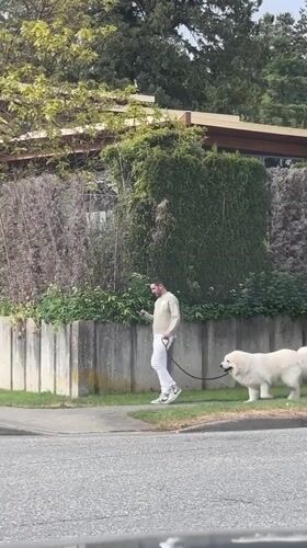 Man walks large white dog on Vancouver residential street