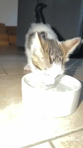A kitten is drinking water from a white bowl. The kitten has tabby markings on its head and back, with white fur on its chest and face. It is positioned over the bowl, with its head lowered to lap up the water. The bowl is on a tiled floor. The background is dimly lit, with some wooden furniture visible.