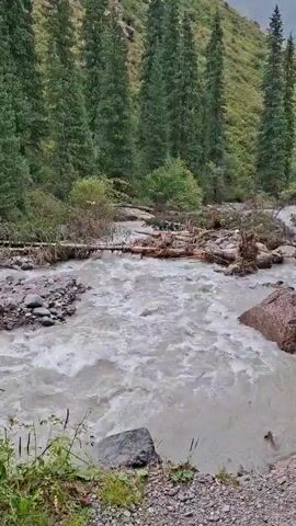 The video shows a wide, fast-flowing river with murky, light-colored water. The riverbed is rocky, with several large stones visible in and around the water. Debris, including logs and branches, is visible in the river, some of which have formed a makeshift dam or bridge across a section of the water. On either side of the river, steep, tree-covered hills rise up. The trees are tall and slender, appearing to be coniferous. The overall impression is of a wild, natural landscape, possibly in a mountainous region, experiencing significant water flow. There are no people or animals visible in the video. The weather appears overcast, contributing to the muted colors of the scene.