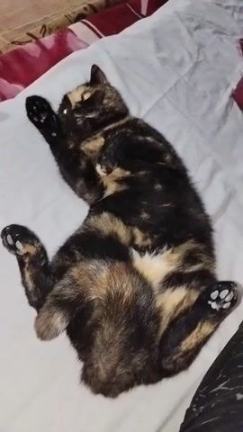 A tortoiseshell cat is lying on its back on a white surface. The cat's eyes are closed and its paws are curled up. The cat's fur is a mix of black, brown, and orange. The background is blurred and out of focus, but it appears to be a bedroom. The lighting is dim and warm.