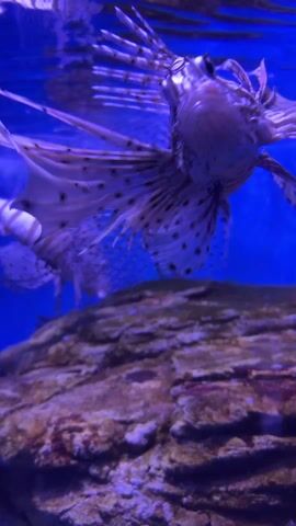 The video shows a lionfish swimming in an aquarium. The lionfish has zebra-like stripes and spotted fins. The water is a deep blue, and a large rock is in the foreground. Another lionfish is slightly visible in the background.