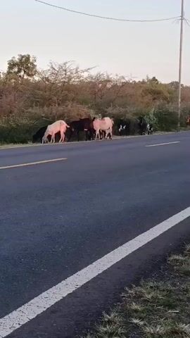 A herd of goats is grazing on the side of a road. A motorcycle with two riders passes by them.