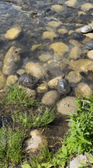 Turtles gather at Sofia pond near modern Starbucks cafe