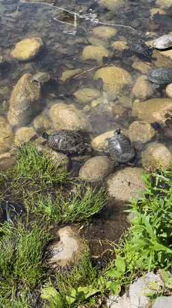 Turtles gather at Sofia pond near modern Starbucks cafe