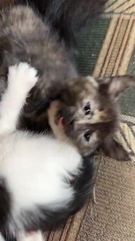 This is a close-up, shaky video of a pile of kittens. The kittens are mostly black, white, and tabby patterned. They appear to be very young and are huddled together. One kitten in the foreground is white with black and orange markings and is lying on its back, with its paws in the air. Another kitten, with predominantly black and grey fur, is partially on top of the white kitten and appears to be nipping at its face or paw. The kittens are on a patterned surface that resembles a rug or blanket. The lighting is dim.