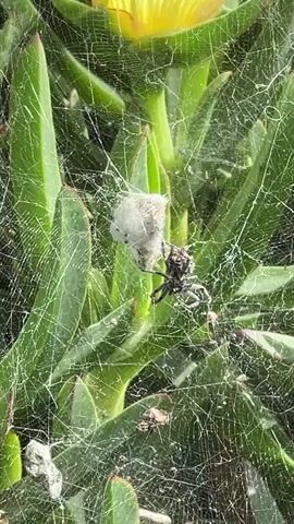 The video shows a ground cover of bright green succulent plants with yellow flowers. In the center of the frame, a small black spider sits on a thick web with a cottony white egg sac. The camera zooms out to reveal the extent of the ground cover, stretching away from the viewer, near a highway overpass.